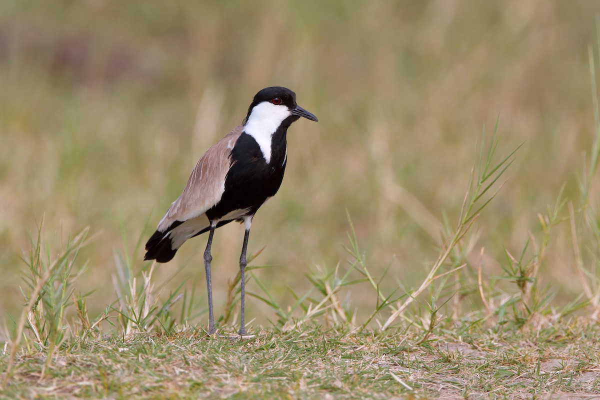 Spur-winged Lapwing - ML204301751