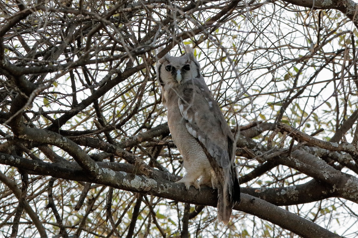 Verreaux's Eagle-Owl - ML204301891