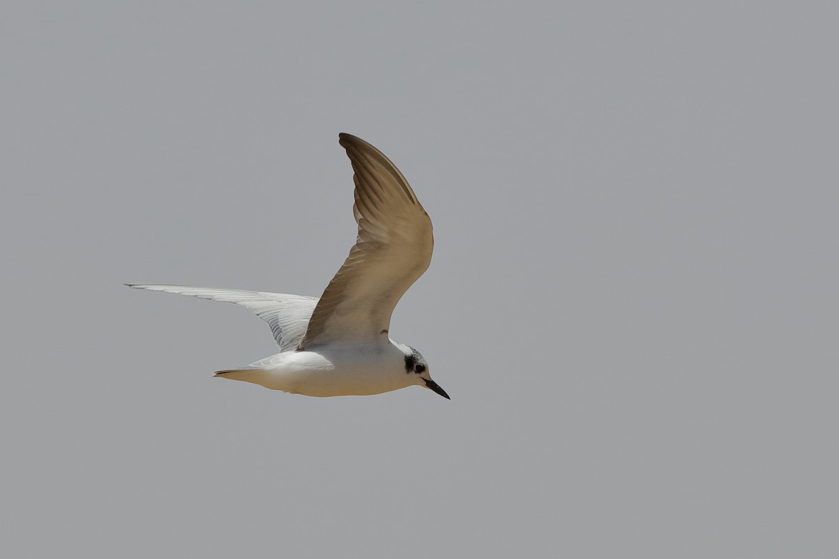 White-winged Tern - Holger Teichmann