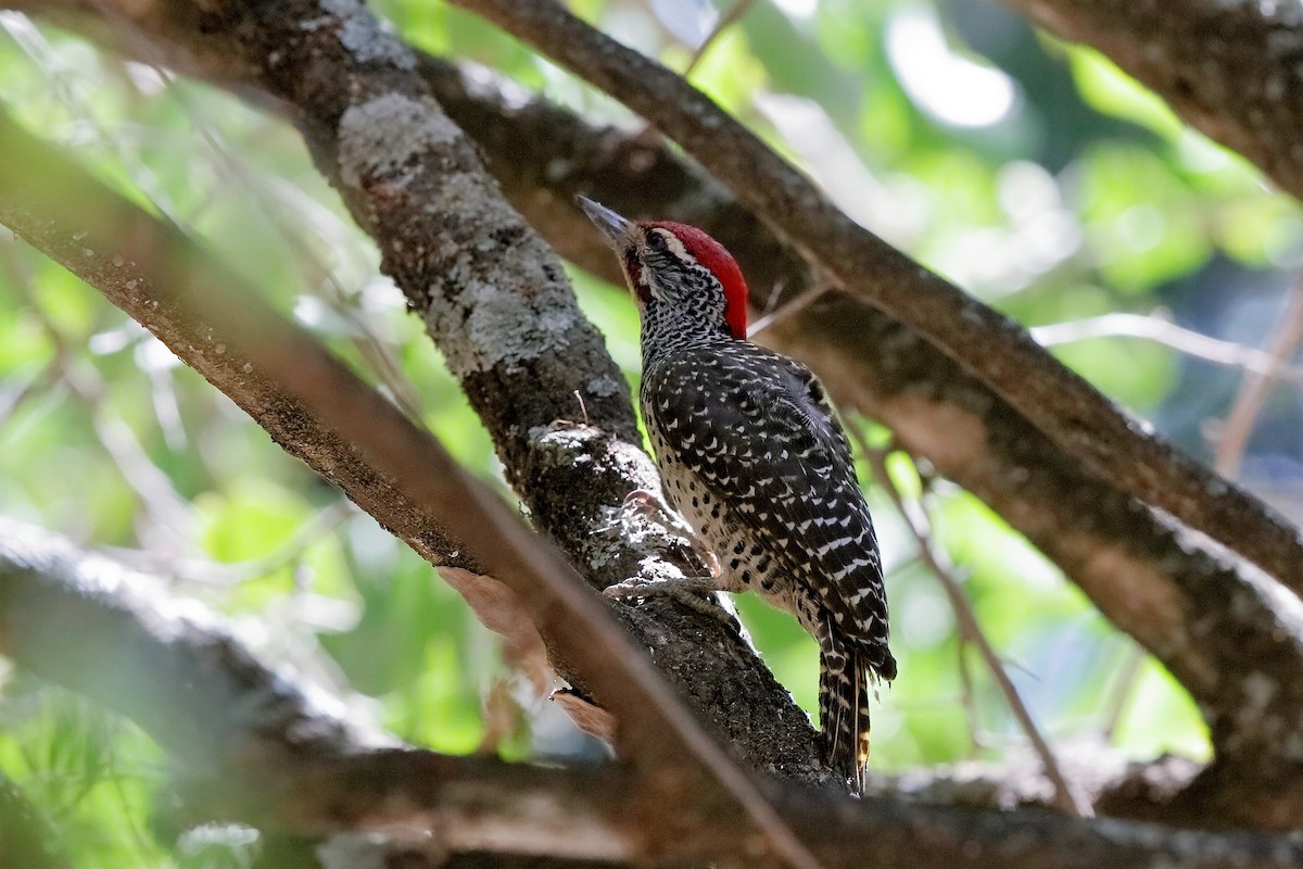 Nubian Woodpecker - Holger Teichmann