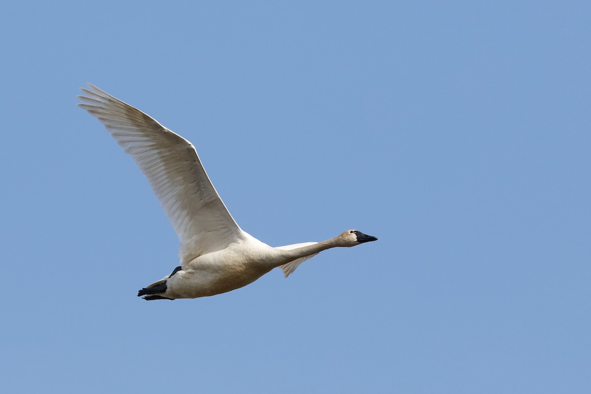 Tundra Swan (Whistling) - Holger Teichmann