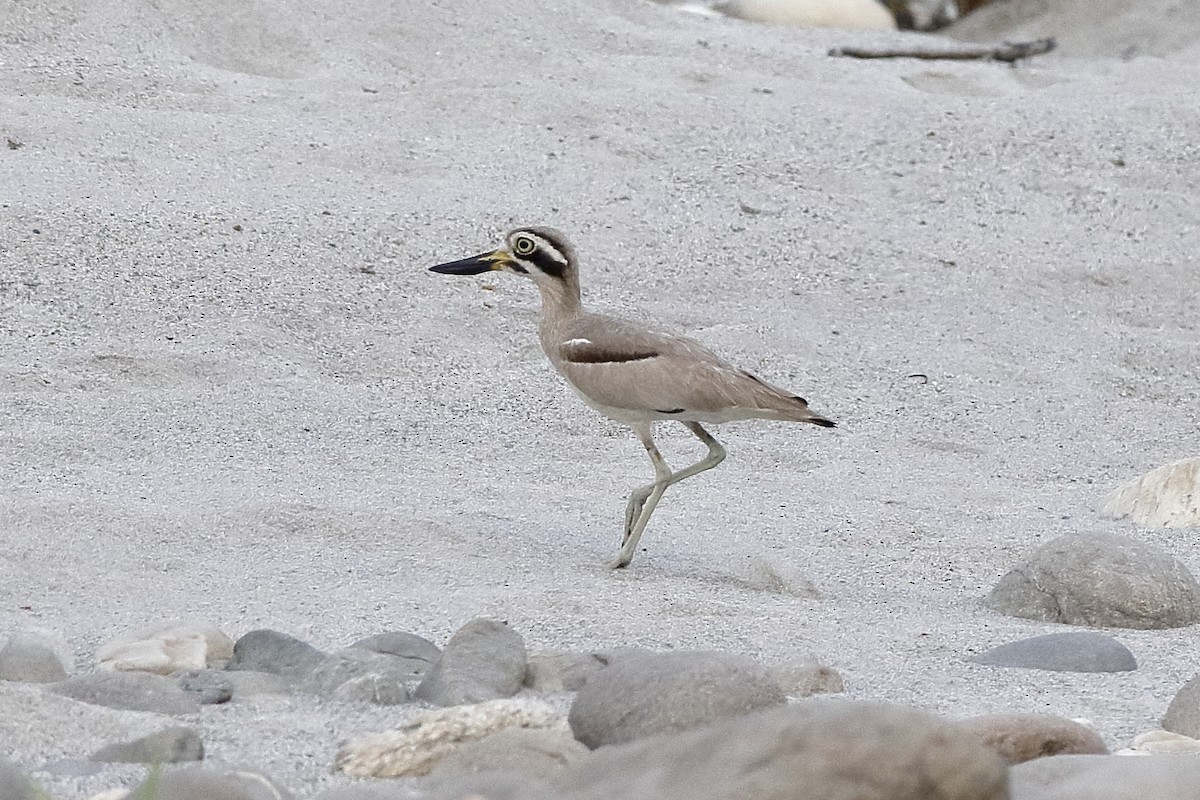Great Thick-knee - Holger Teichmann