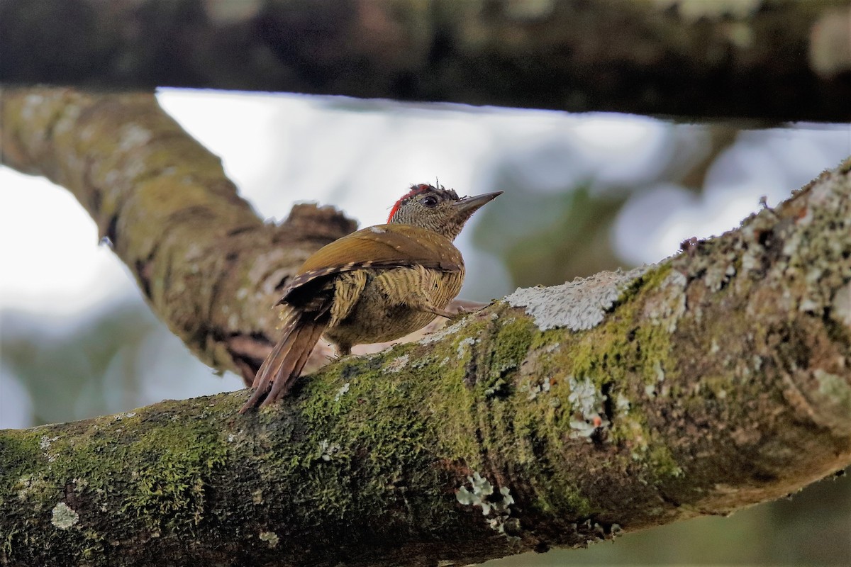Tullberg's Woodpecker (Fine-banded) - Holger Teichmann