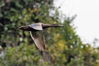 Meller's Duck, ML204303771