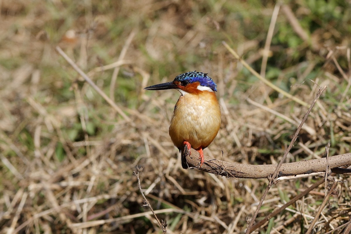 Malagasy Kingfisher - Holger Teichmann