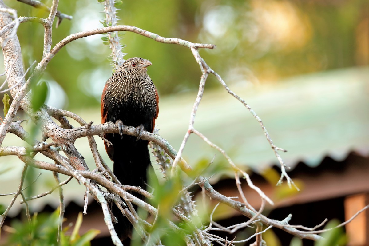 Malagasy Coucal - ML204303841