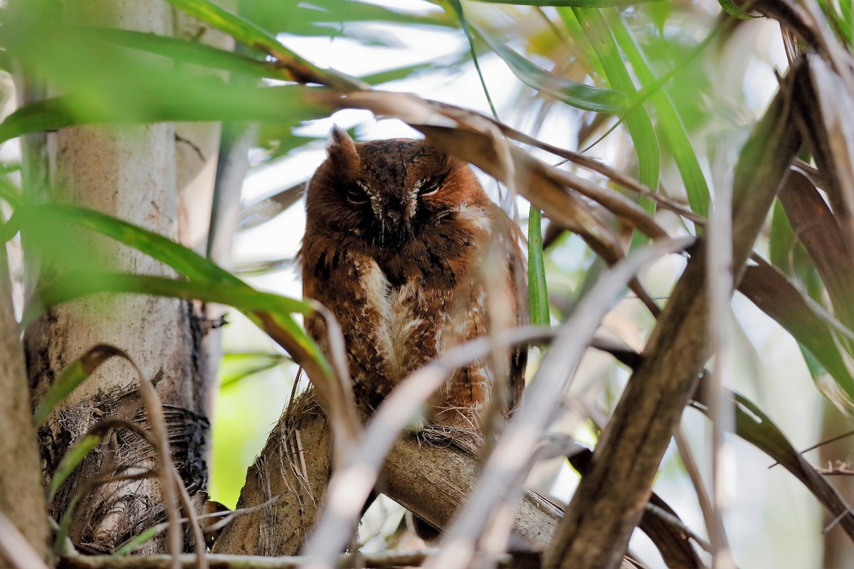 Madagascar Scops-Owl (Rainforest) - Holger Teichmann