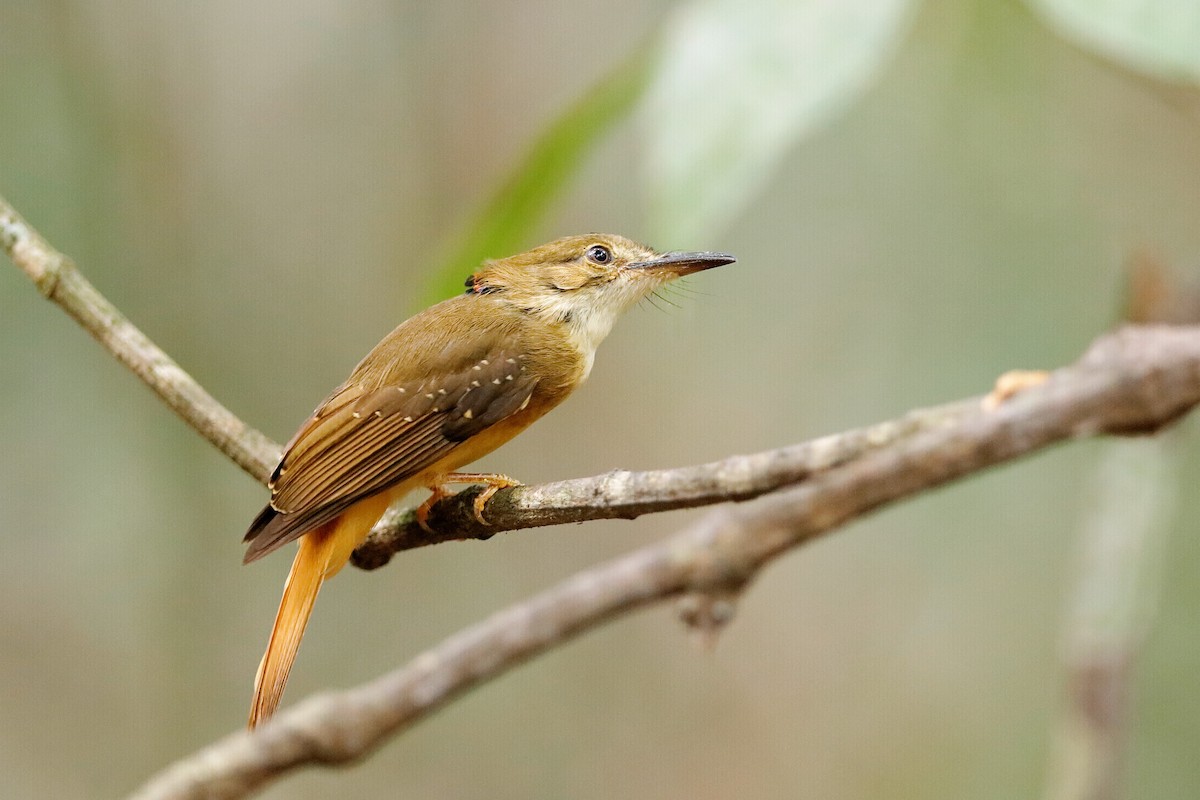 Tropical Royal Flycatcher (Northern) - ML204304851