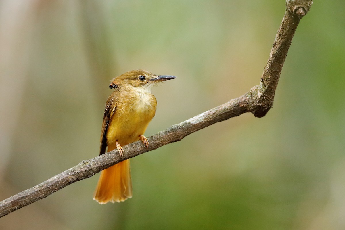 Tropical Royal Flycatcher (Northern) - ML204304861