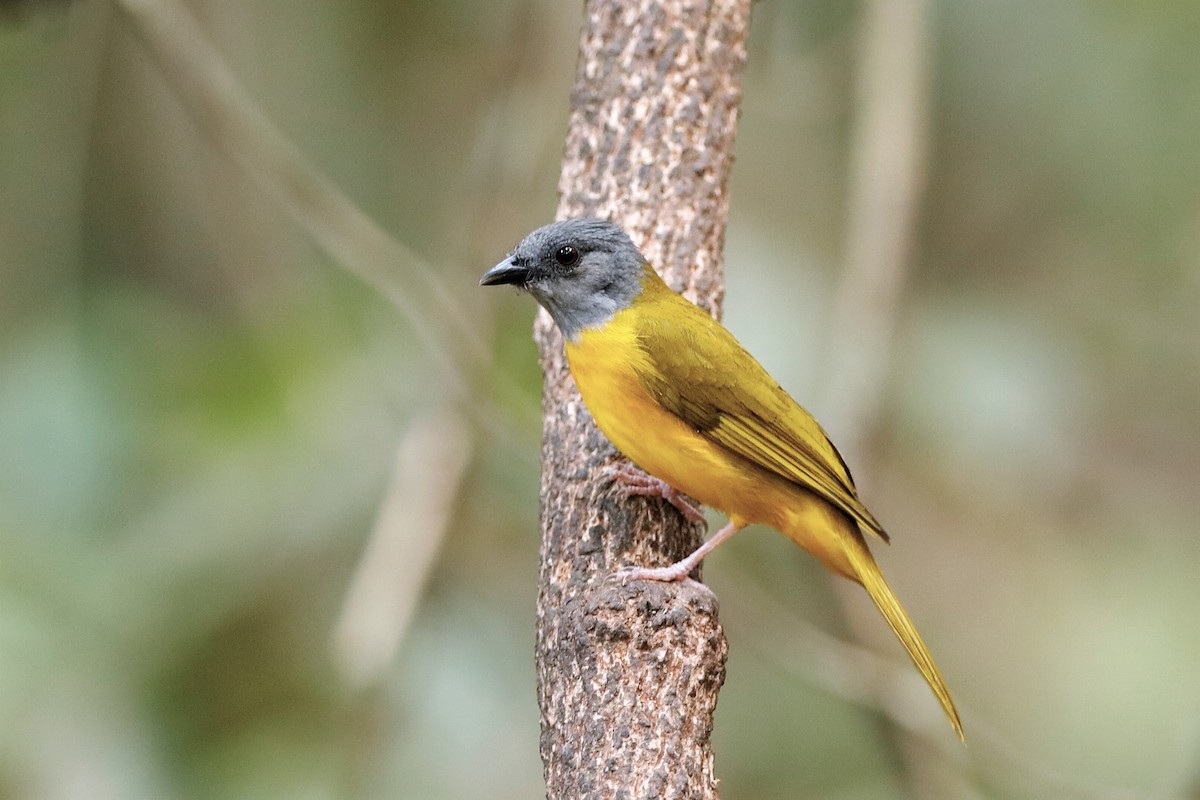 Gray-headed Tanager (Gray-crested) - ML204304921