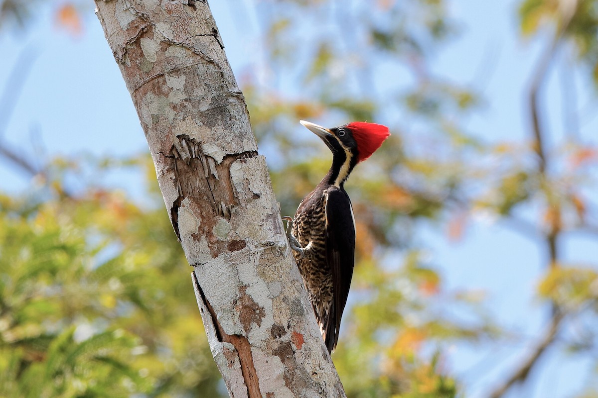 Lineated Woodpecker (Lineated) - ML204304981