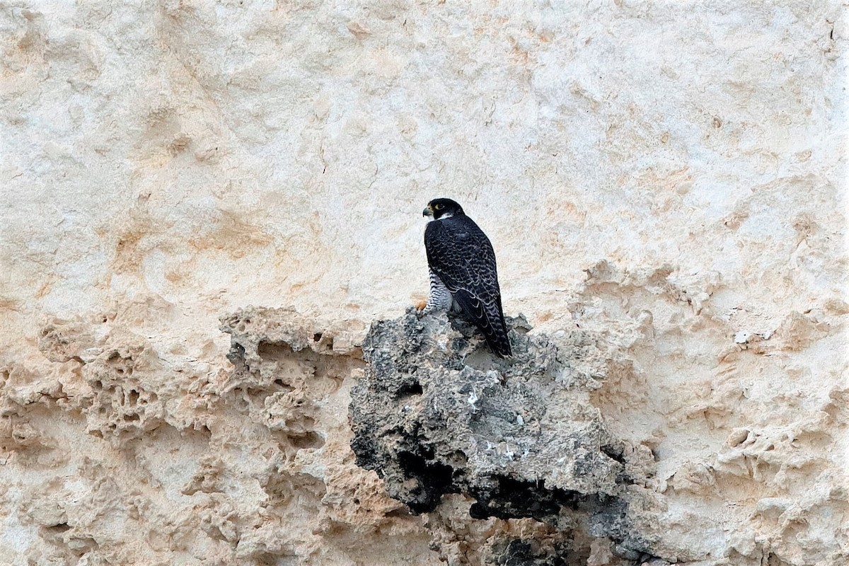 Peregrine Falcon (Malagasy) - Holger Teichmann