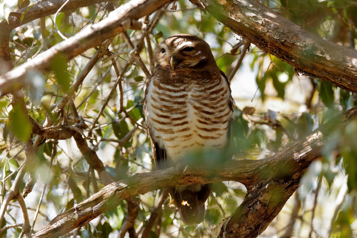 White-browed Owl - ML204306011
