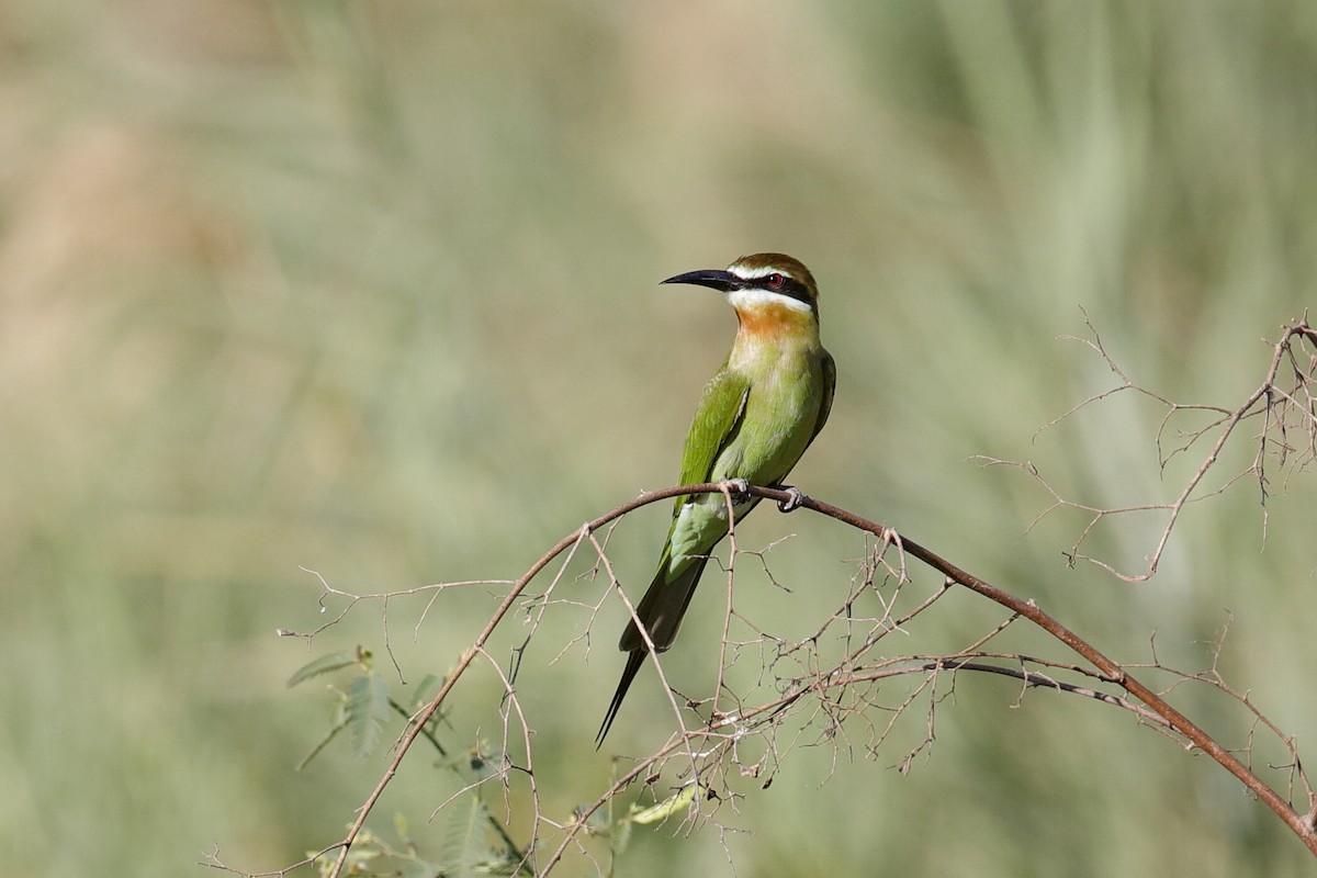 Madagascar Bee-eater - ML204306151