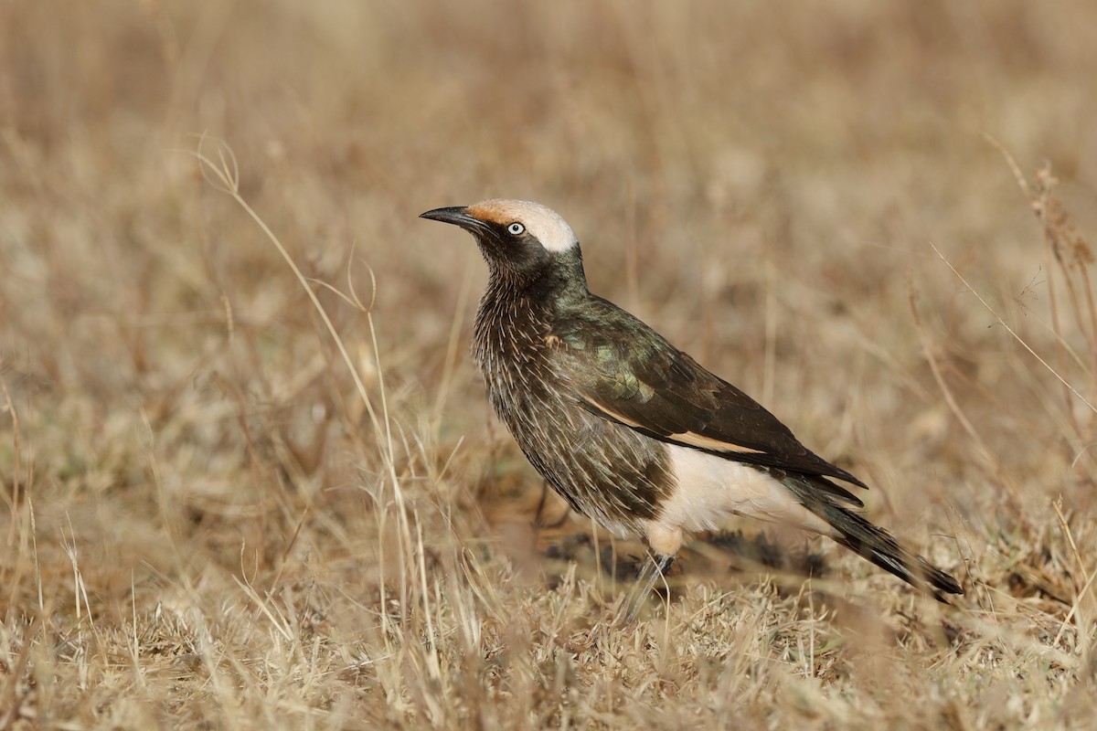 White-crowned Starling - ML204306211
