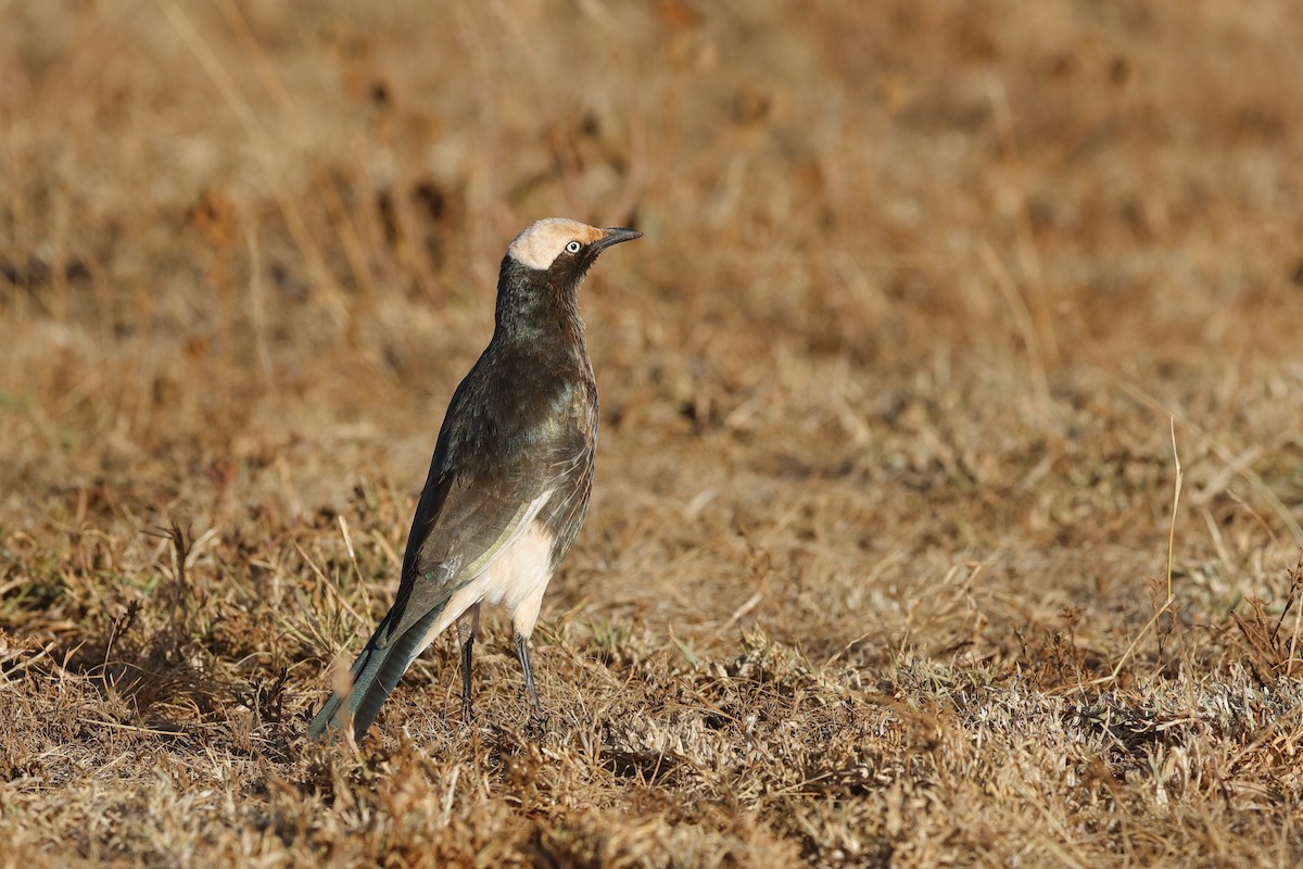 White-crowned Starling - ML204306221