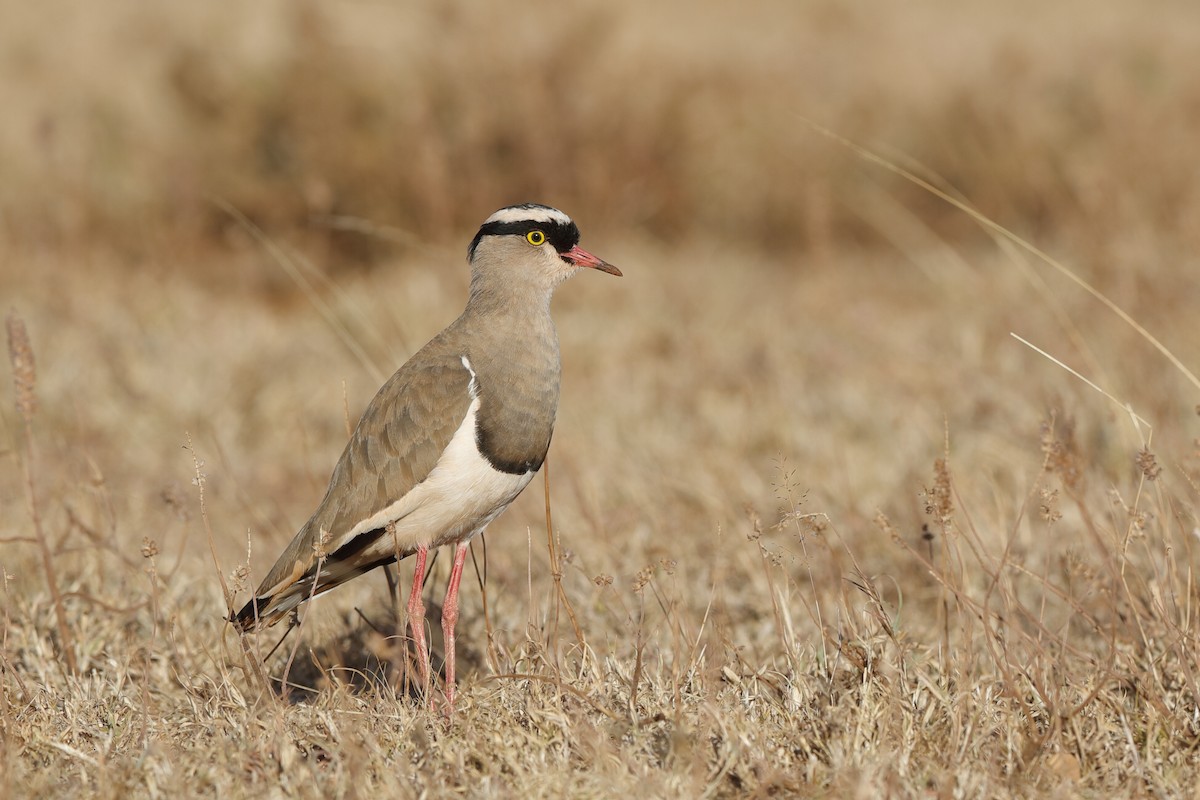 Crowned Lapwing - Holger Teichmann