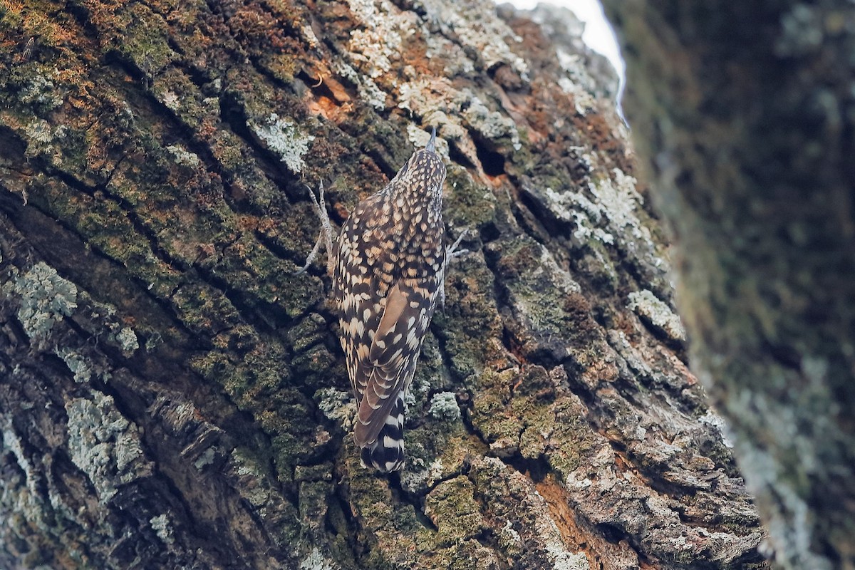 African Spotted Creeper - ML204306661