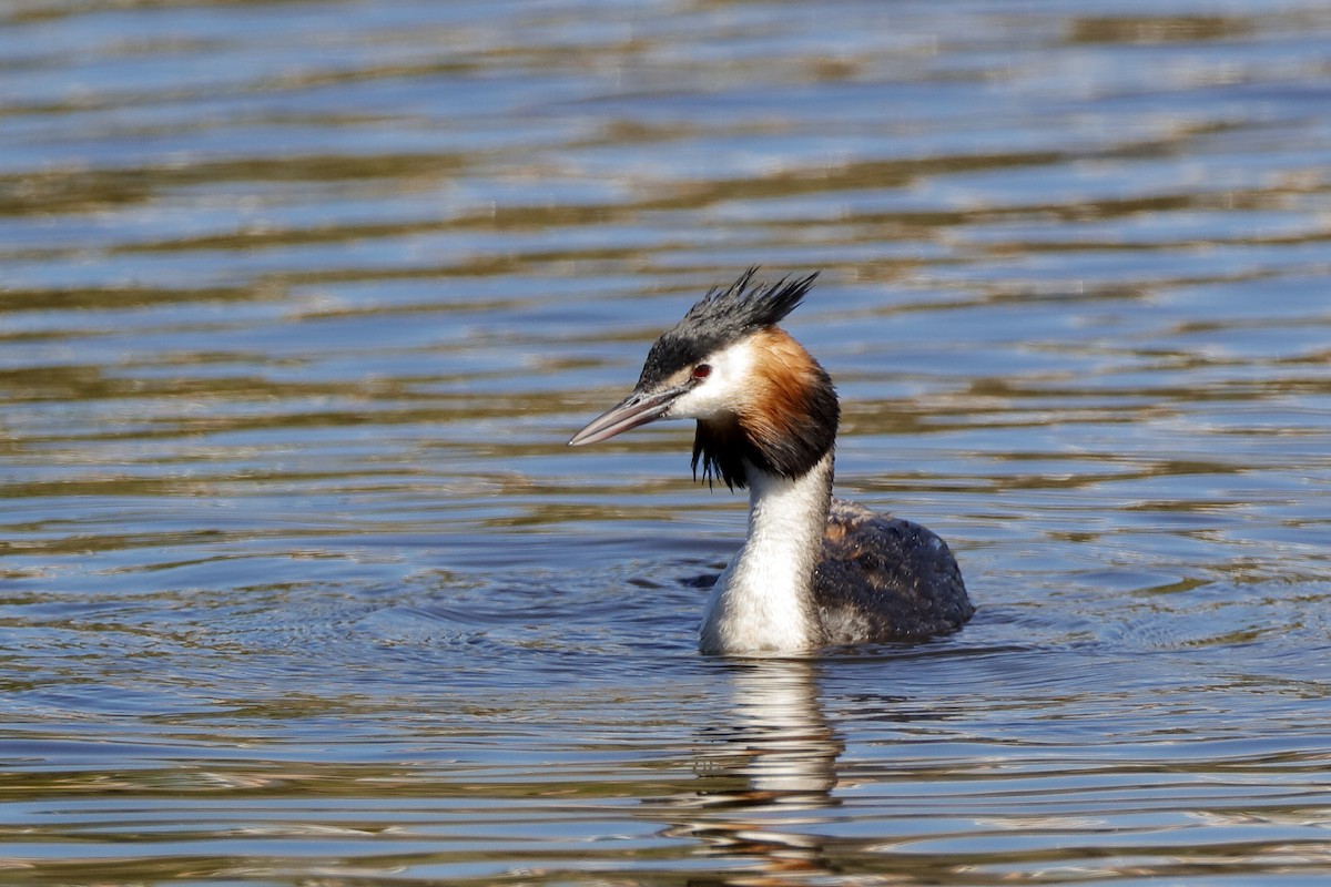 Great Crested Grebe - ML204307151