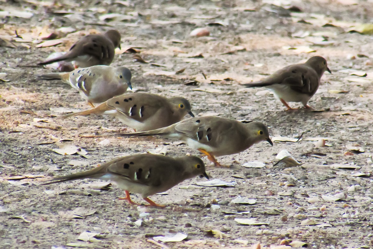 Long-tailed Ground Dove - graichen & recer