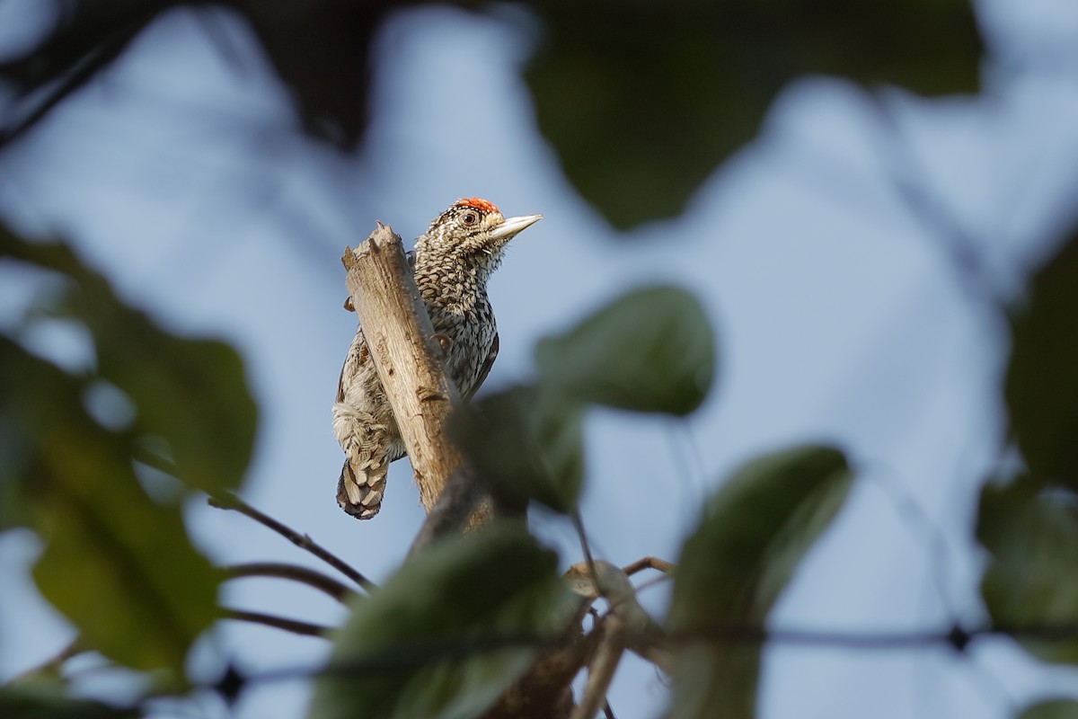 White-wedged Piculet - ML204307551