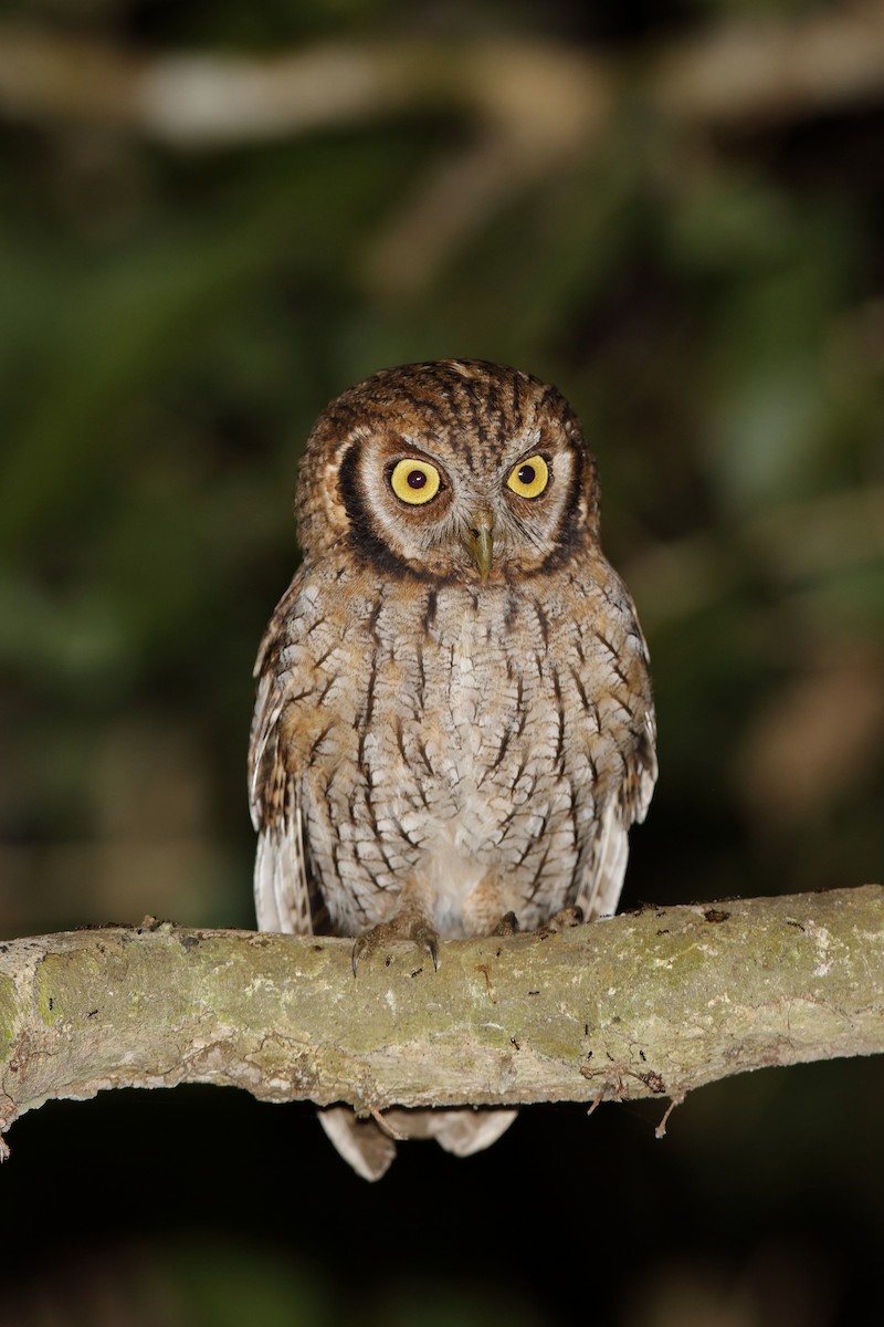 Tropical Screech-Owl - Holger Teichmann