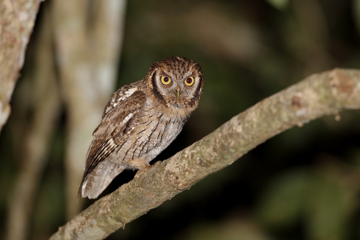 Tropical Screech-Owl - Holger Teichmann