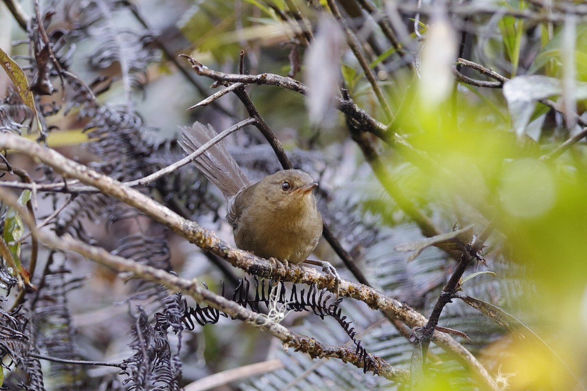 Malagasy Brush-Warbler (Malagasy) - Holger Teichmann
