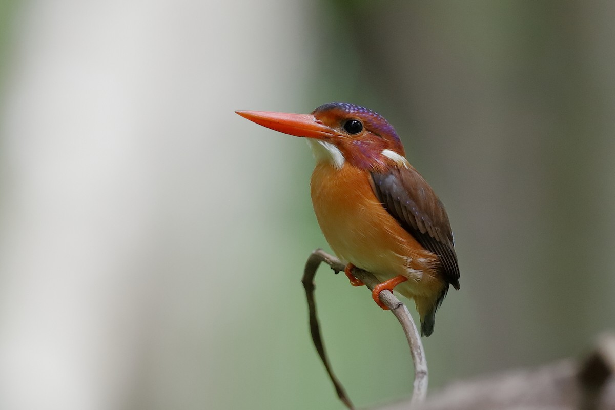 Sulawesi Dwarf-Kingfisher - Holger Teichmann