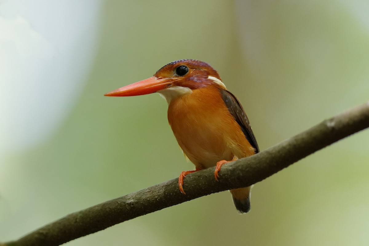Sulawesi Dwarf-Kingfisher - ML204308241