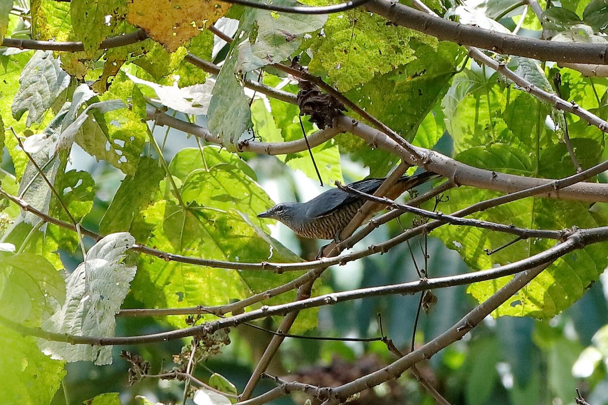 Sulawesi Cicadabird - ML204308401