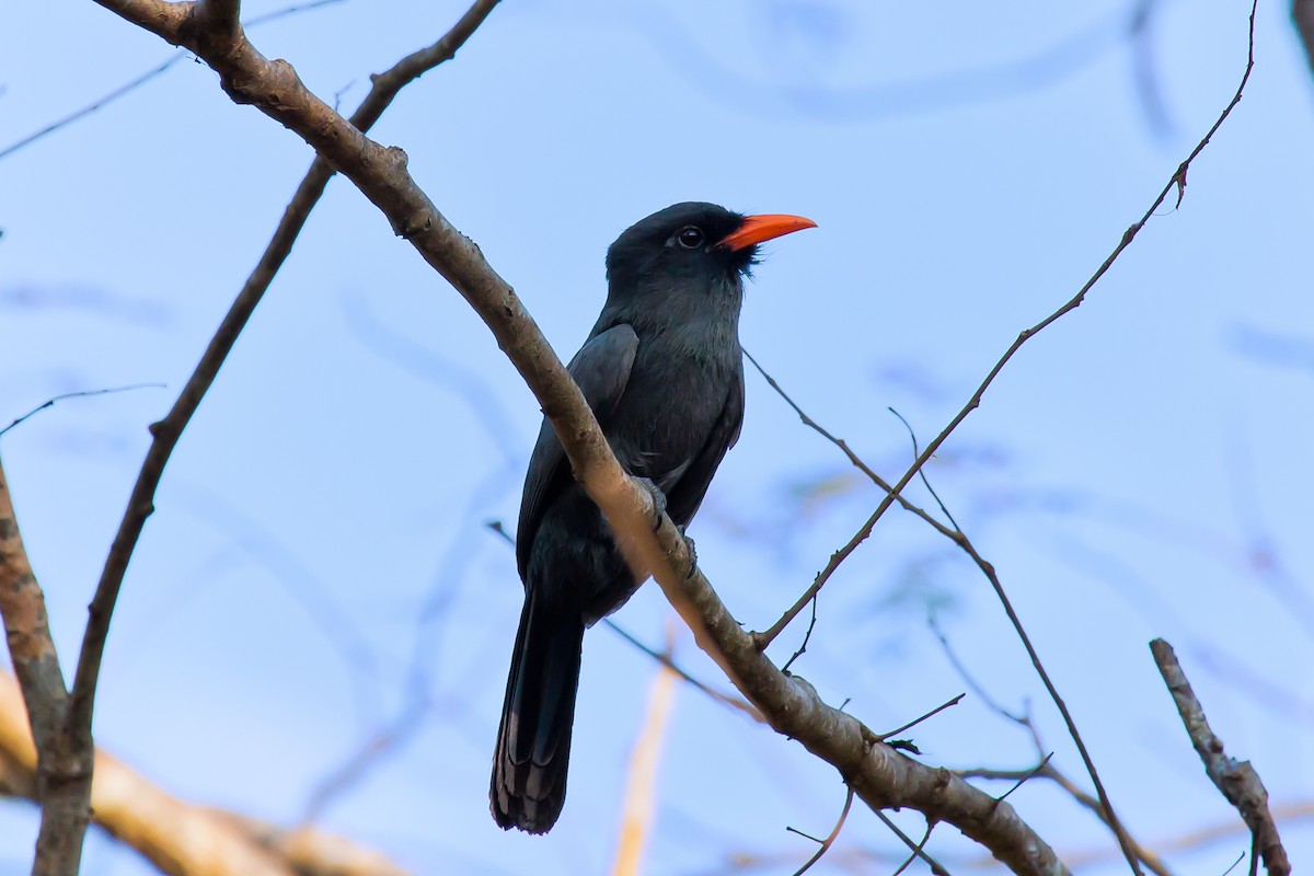 Black-fronted Nunbird - graichen & recer