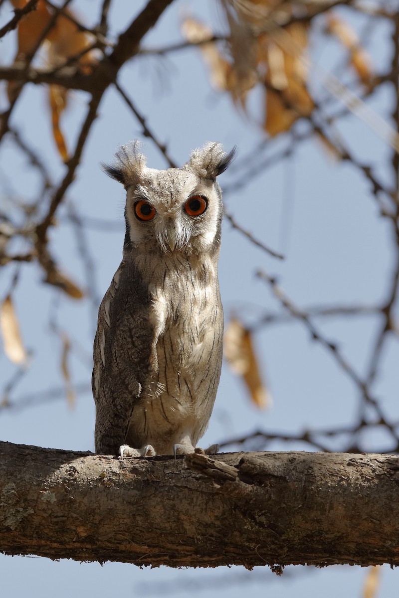 Northern White-faced Owl - Holger Teichmann