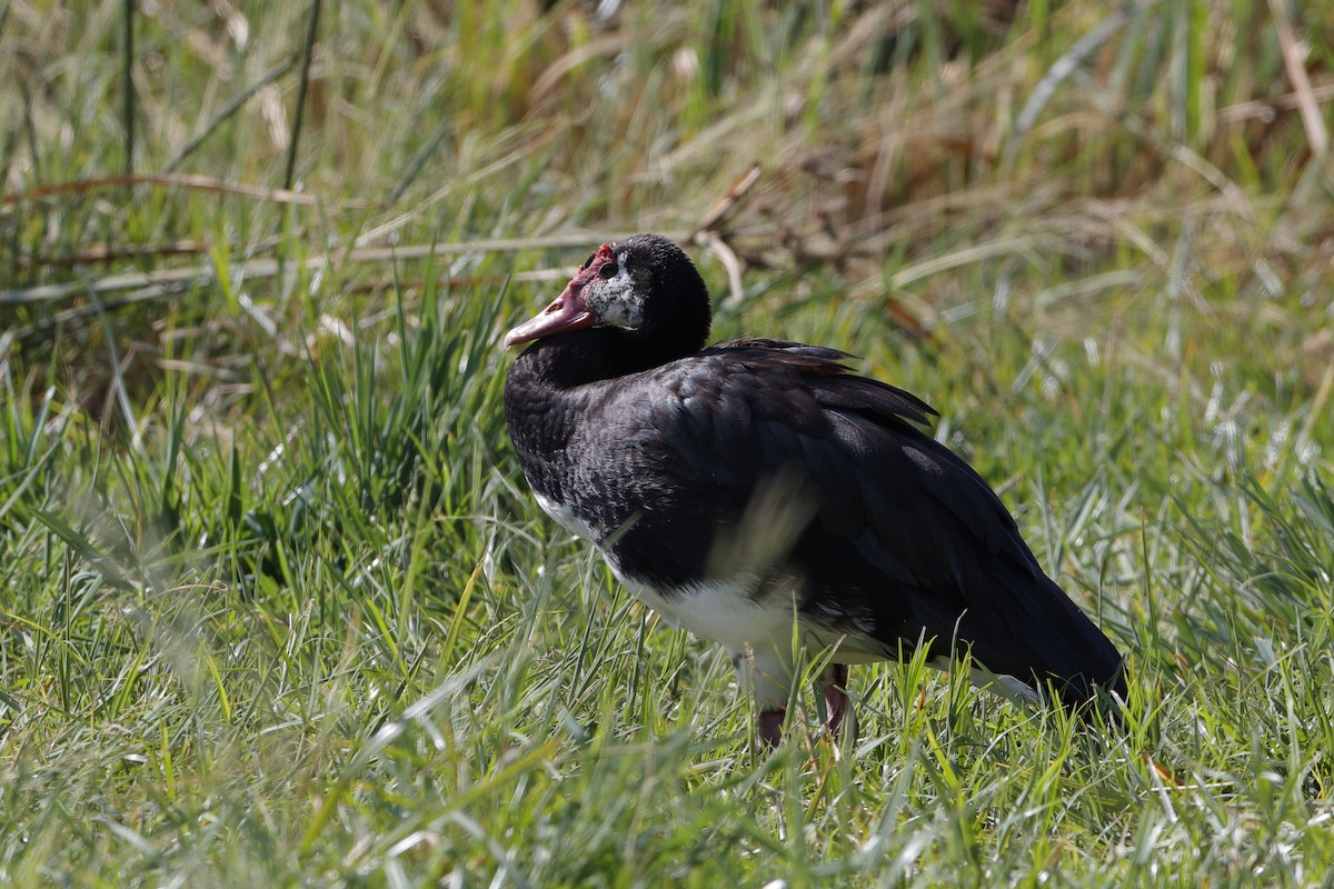 Spur-winged Goose (Northern) - ML204308771