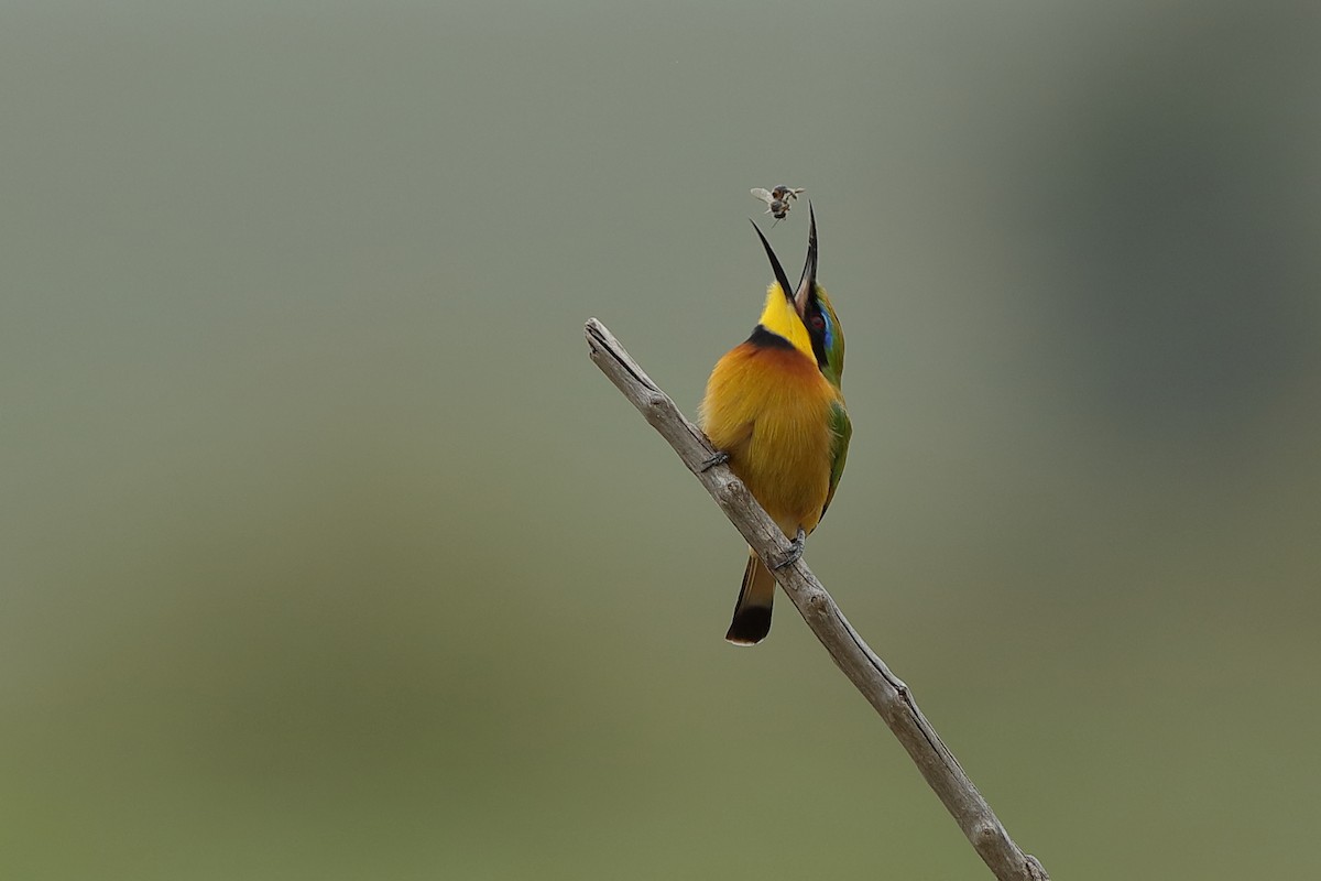 Little Bee-eater - ML204309011