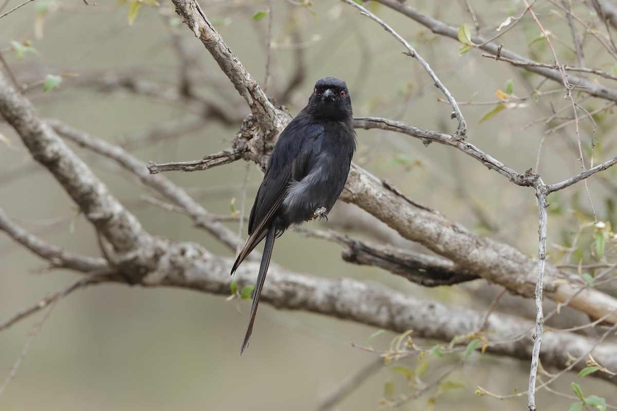 Fork-tailed Drongo - ML204309221