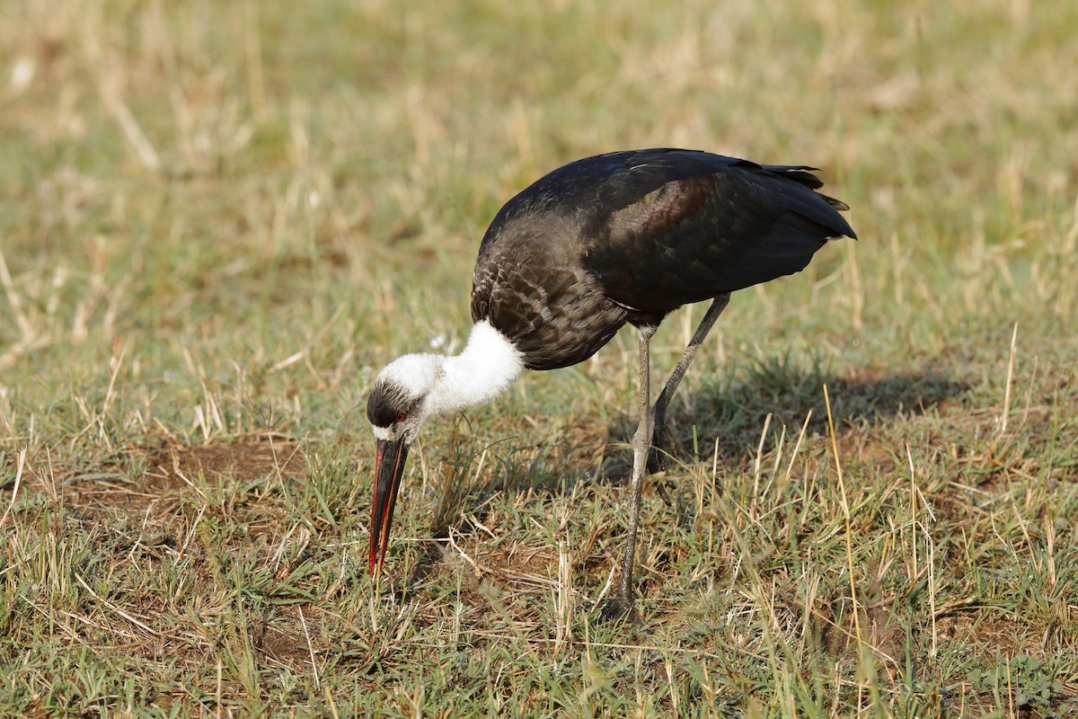 African Woolly-necked Stork - ML204309301