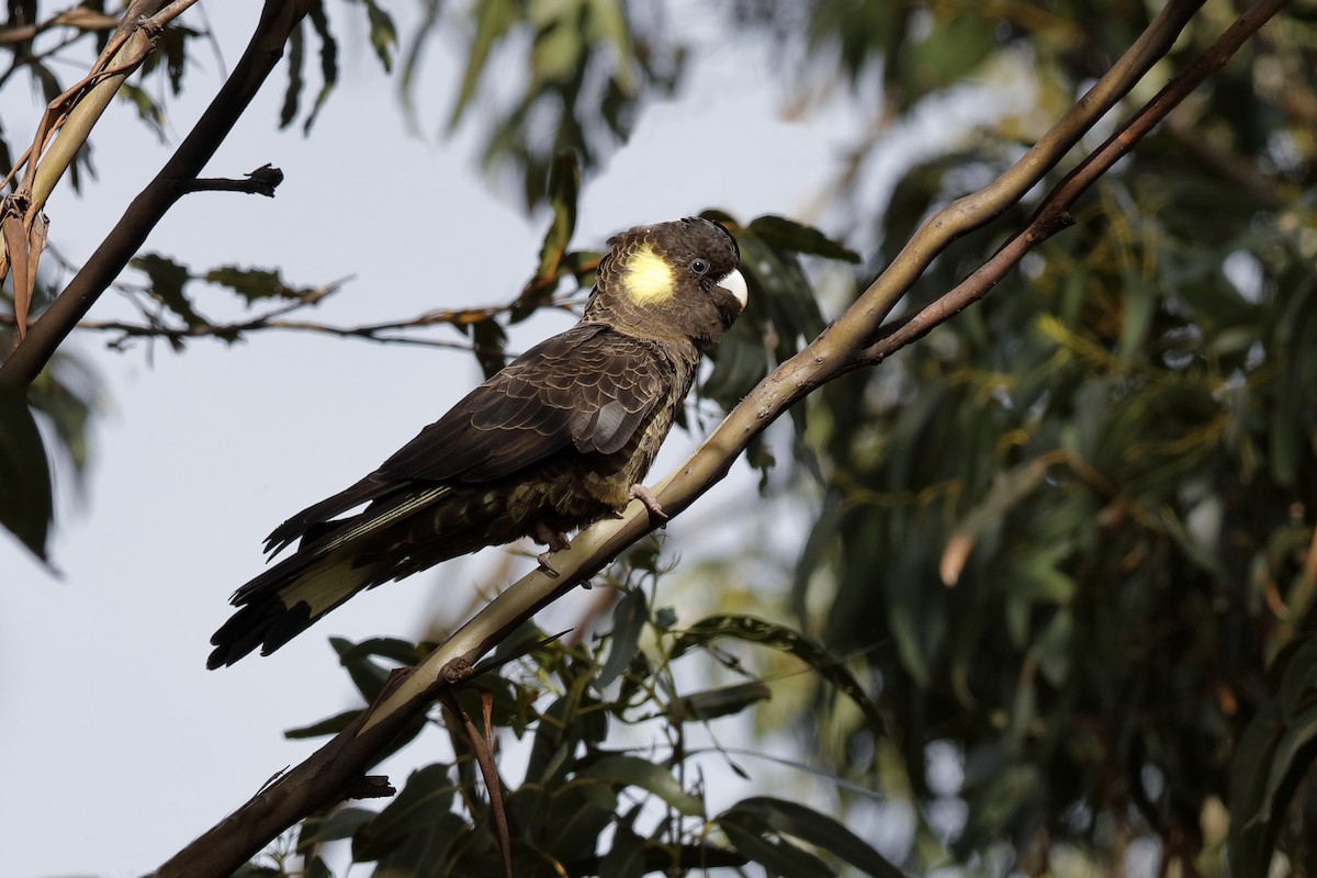 Yellow-tailed Black-Cockatoo - ML204309471