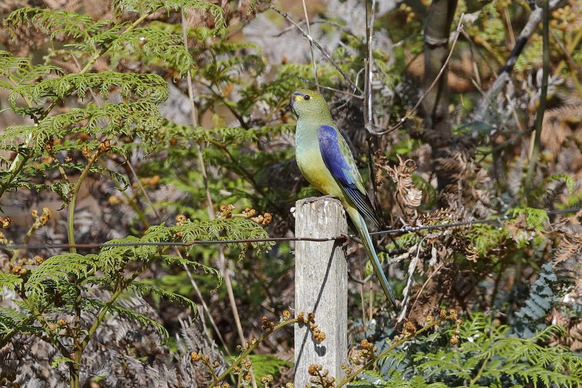 Blue-winged Parrot - ML204309491