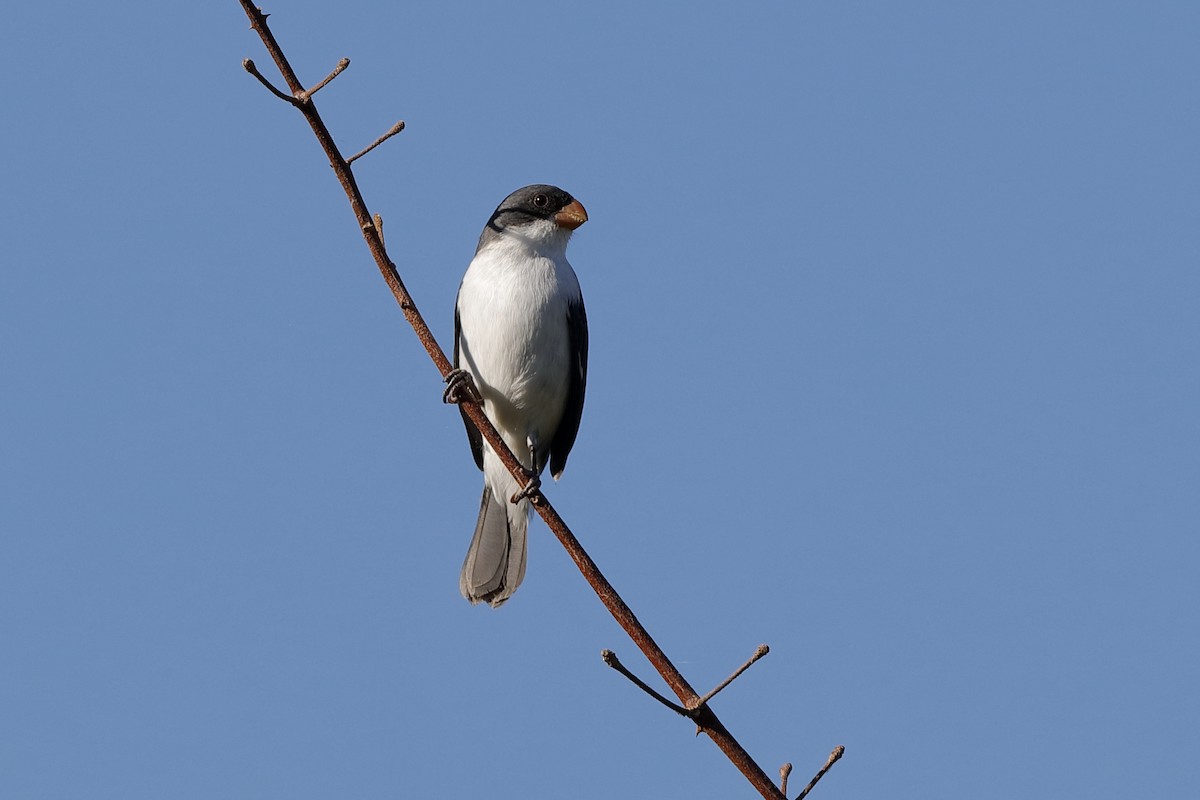 White-bellied Seedeater - ML204309601