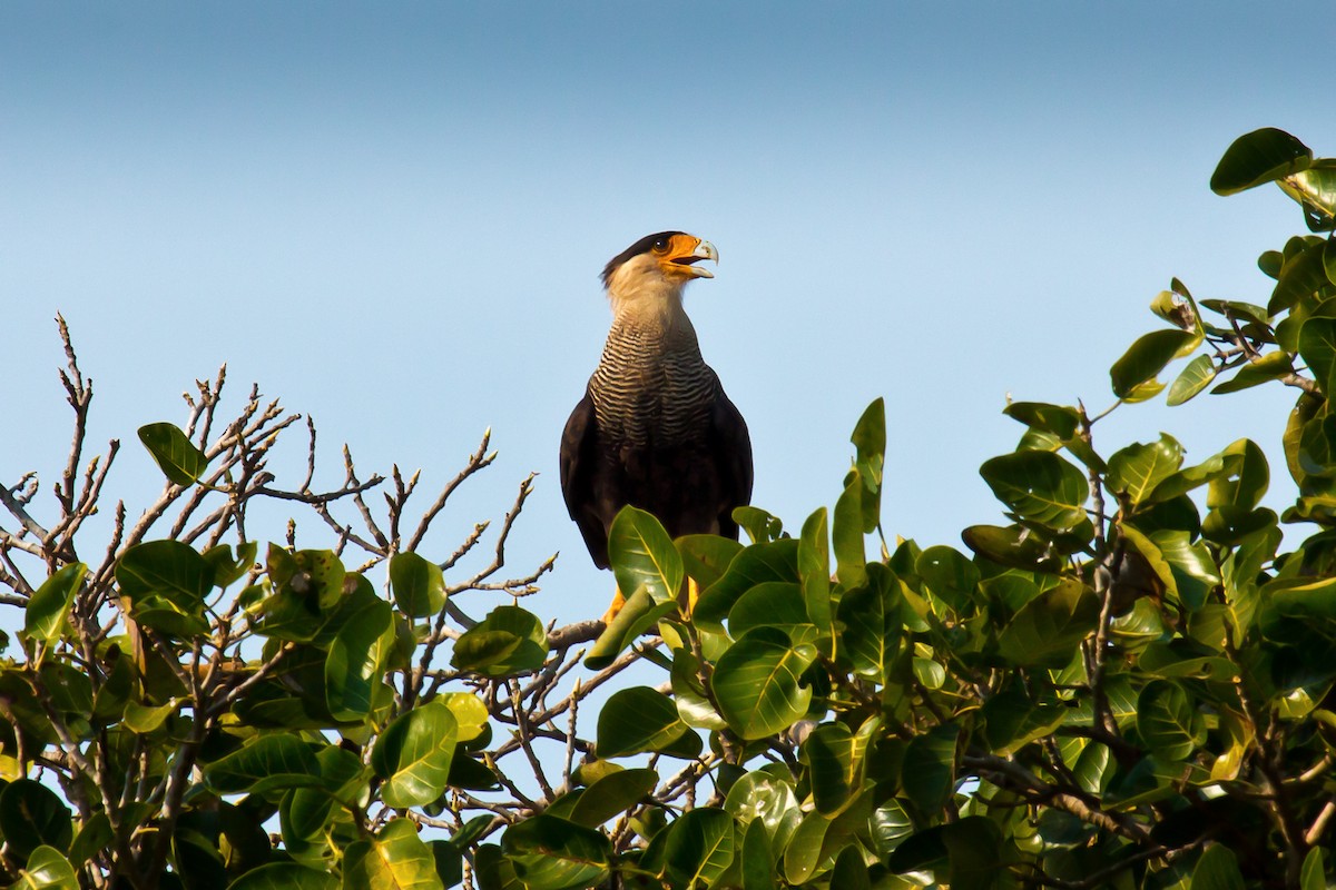 Crested Caracara (Southern) - ML20430961