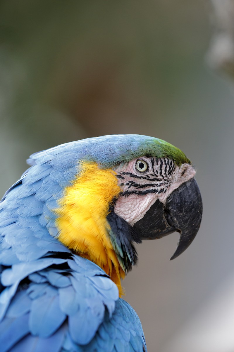 Blue-and-yellow Macaw - Holger Teichmann