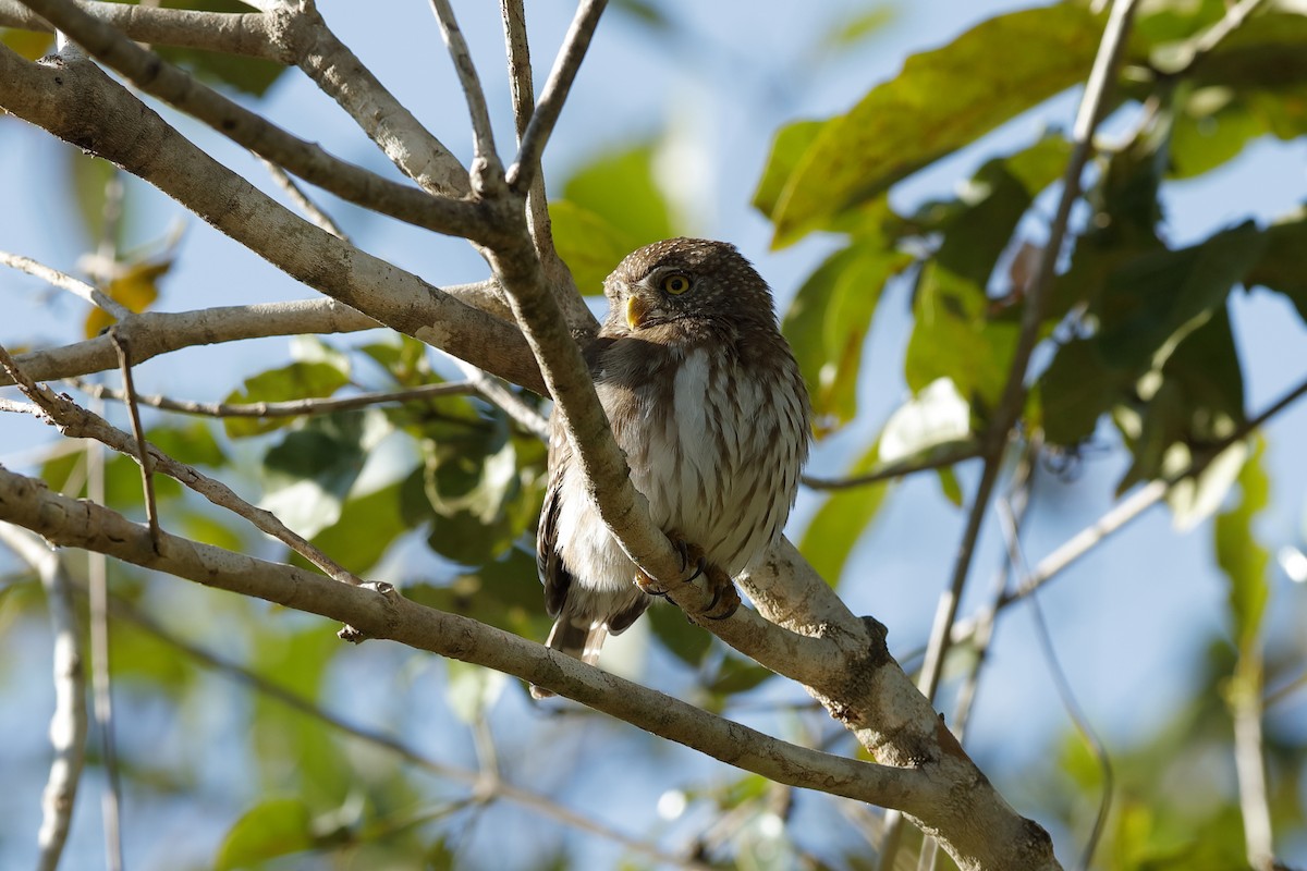 Ferruginous Pygmy-Owl (Ferruginous) - Holger Teichmann