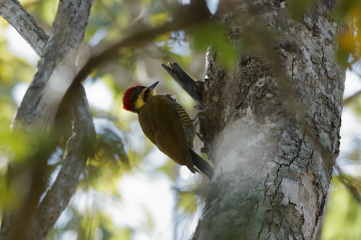 Golden-green Woodpecker - Holger Teichmann