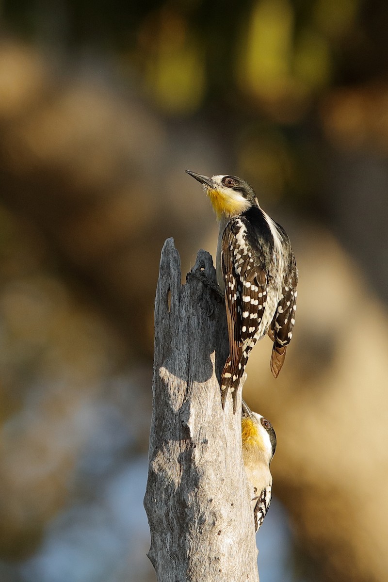 White-fronted Woodpecker - Holger Teichmann