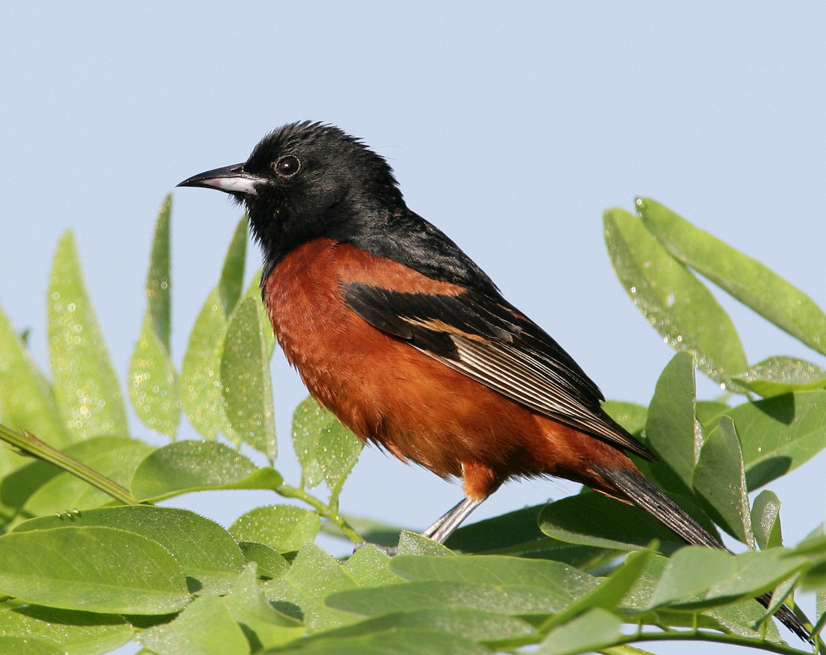 Orchard Oriole (Orchard) - Hal and Kirsten Snyder