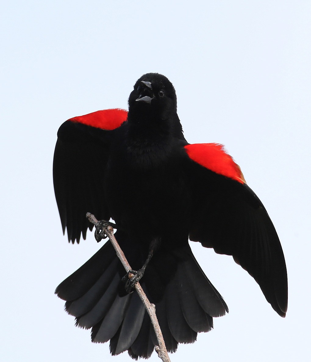 Red-winged Blackbird - Hal and Kirsten Snyder
