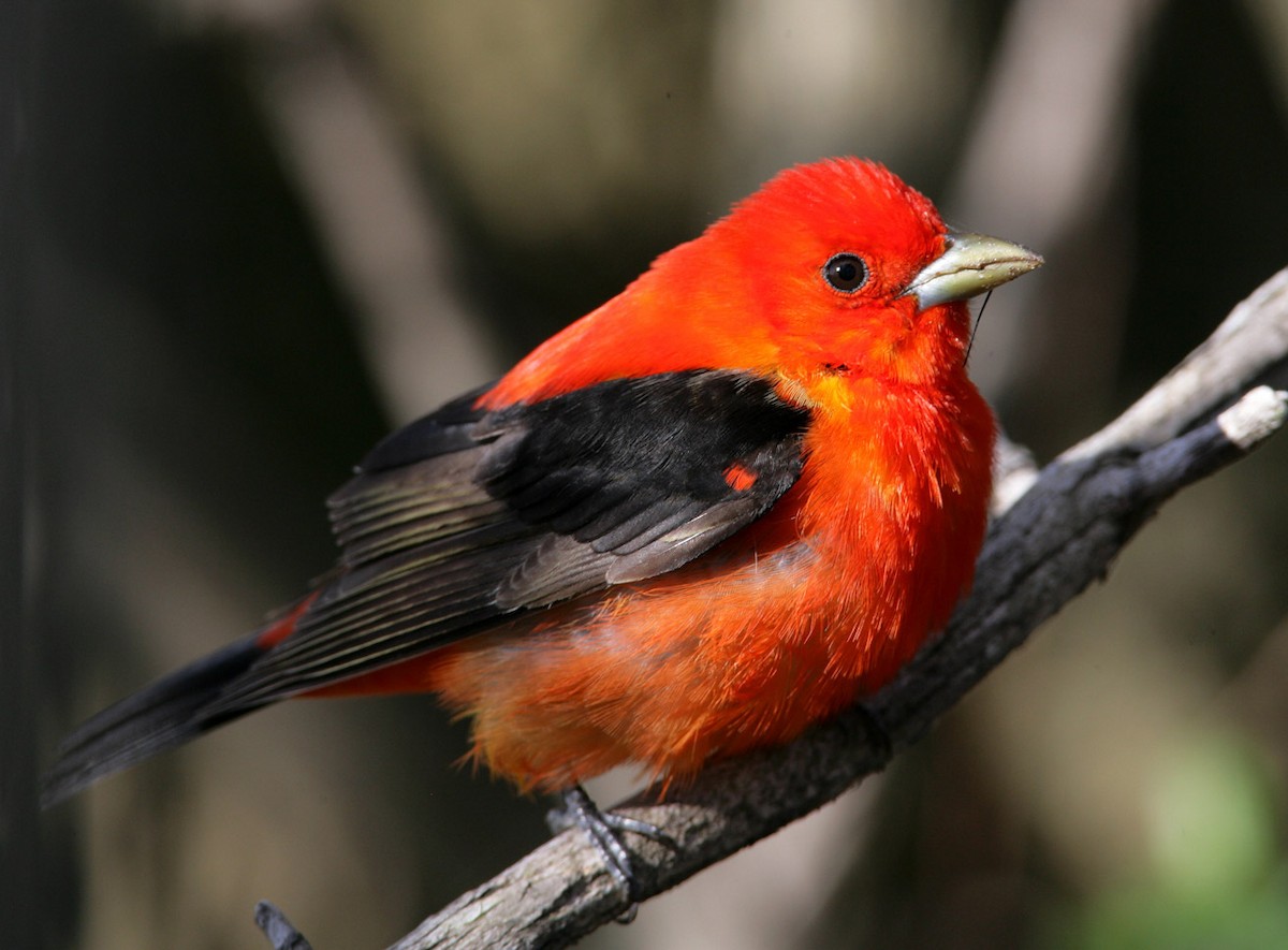 Scarlet Tanager - ML204310111
