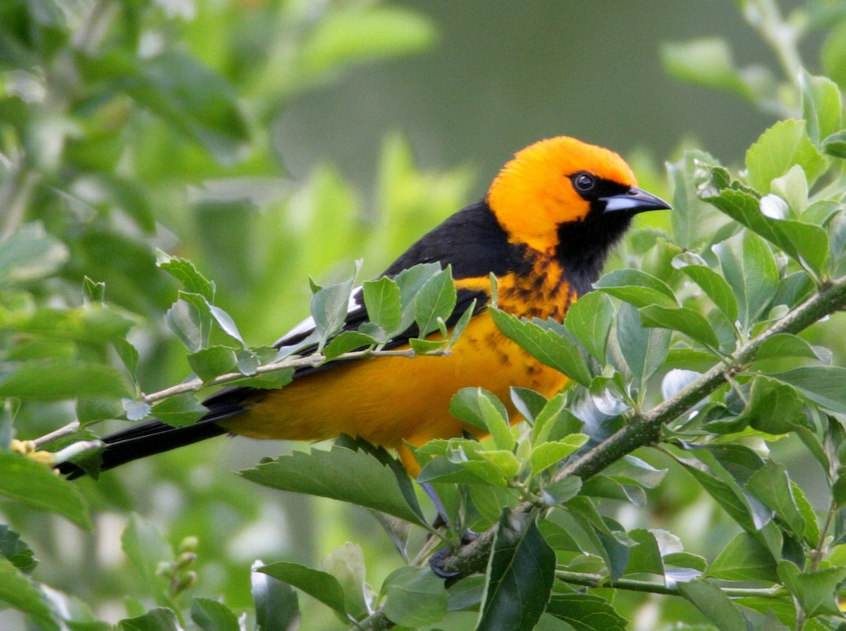 Spot-breasted Oriole - Hal and Kirsten Snyder
