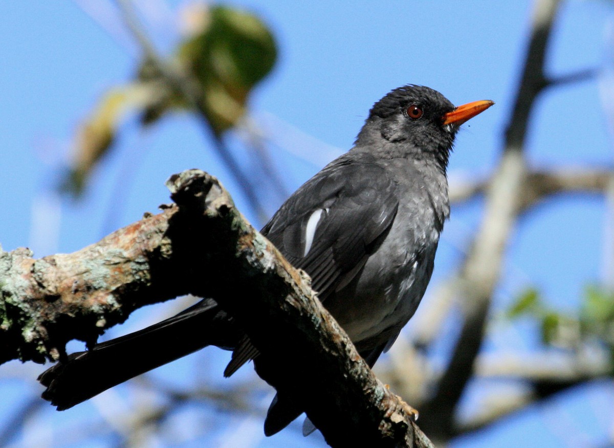 White-chinned Thrush - Hal and Kirsten Snyder